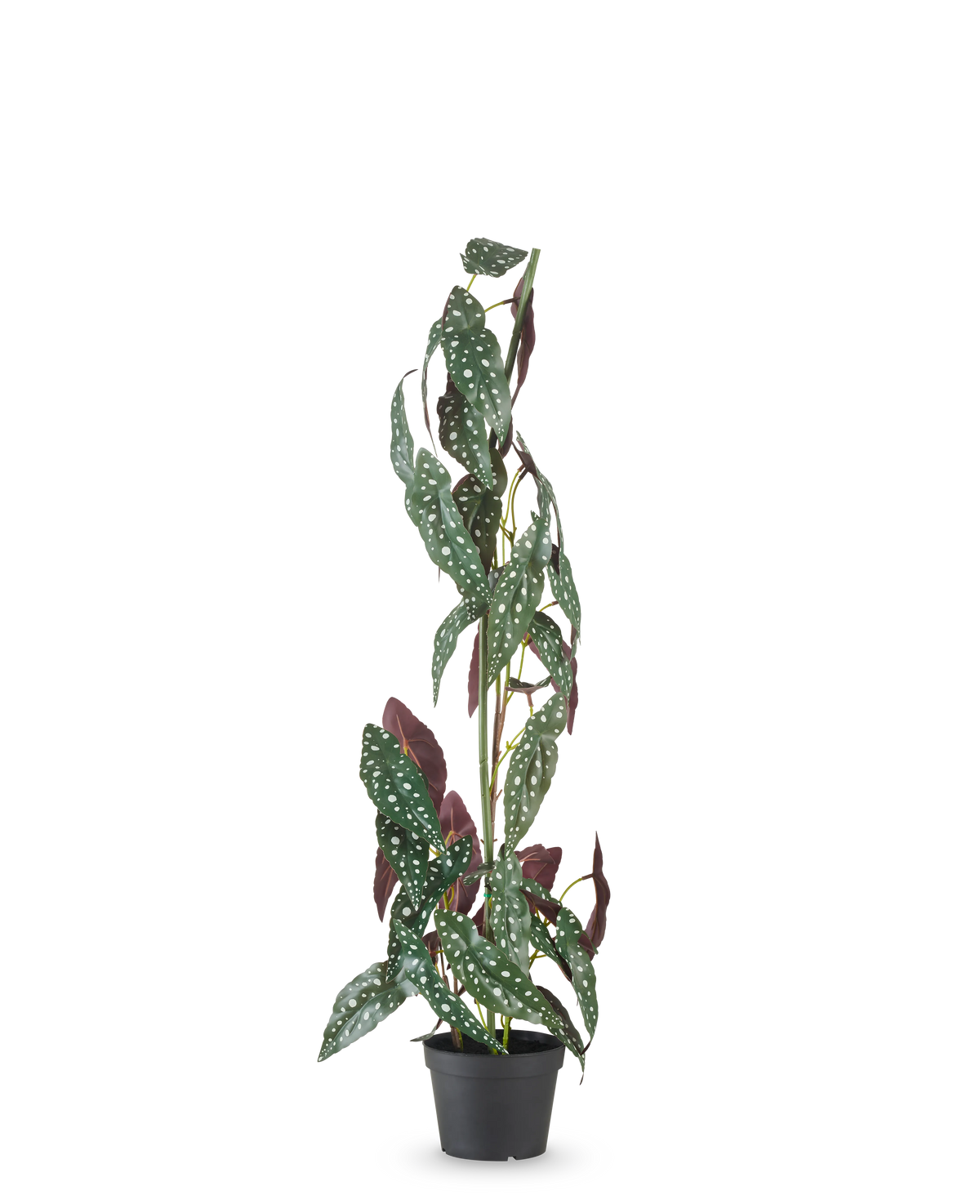 Kunstplanten Begonia Maculata 90 cm grøn/rød har høje, opretstående stængler og grønne blade med hvide prikker og rødlilla underside, mod en almindelig hvid baggrund.