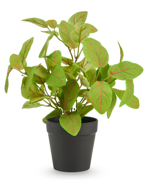 Kunstig Fittonia i potte 25 cm UV