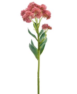 En enkelt stilk af den kunstige blomst Sedum 57 cm lilla har bundter af små, stjerneformede lilla blomster og grønne blade, afbildet på en hvid baggrund.