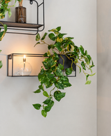 Sorte metalvæghylder med en 'Art Hanging gold vine in pot 50 cm UV', en glødende sfærisk lampe og en duftpind mod en hvid væg.