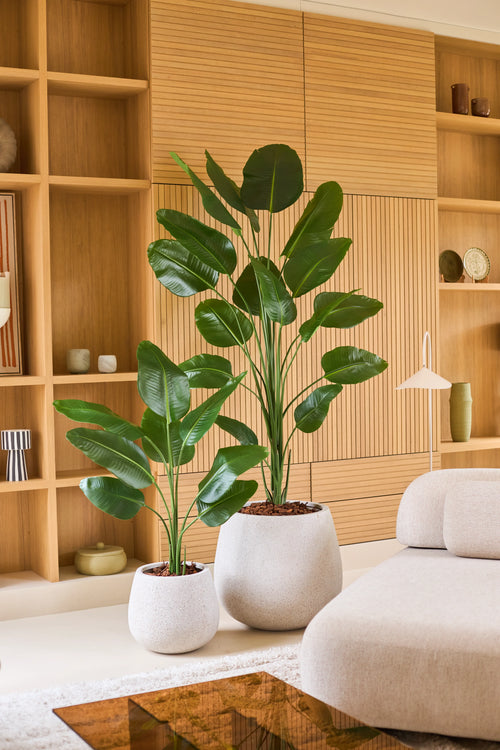 To store tropiske potteplanter med brede grønne blade, inklusiv kunstplanten Strelitzia 210 cm real touch, står på et lyst gulv foran en træstativ i en moderne, minimalistisk stue indrettet i neutrale toner. Disse tilføjelser med lav vedligeholdelse bringer levende grønt ind i rummet uden at kræve ekstra pleje.