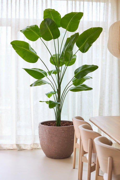 Den kunstige plante Strelitzia 240 cm ægte touch, med sine store grønne blade, står i en krukke ved siden af ​​et spisebord og stole lavet af lyst træ, på en baggrund af gennemskinnelige hvide gardiner i et lyst, moderne rum.
