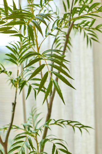 Den kunstige plante Mahonia på 210 cm står stolt foran et blødt oplyst vindue med hvide, gennemskinnelige gardiner; de lange, smalle grønne blade er smukt oplyst, mens det filtrerede lys fremhæver deres livlige farve og tekstur.