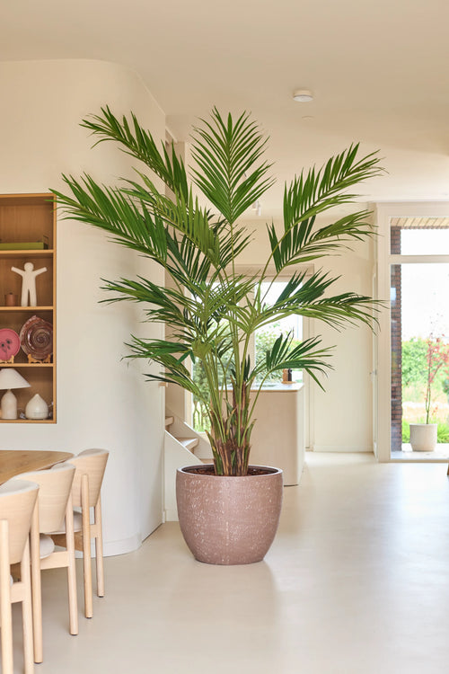 En kunstig plante, en 270 cm Kentia-palme, står i et lyst, moderne opholdsrum med lyse vægge, træmøbler og åbne hylder, hvorpå dekorative genstande er udstillet. Naturligt lys strømmer ind i rummet gennem en glasdør i baggrunden.