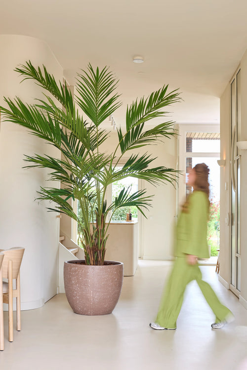 En kunstig plante, en Kentia-palme på 270 cm, står i en lys sal, mens en i grønt outfit går forbi; bevægelsen får denne person til at virke lidt sløret.