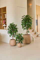 Tre stueplanter i krukker i forskellige størrelser, inklusive kunstplanten Ficus Green 90 cm, er arrangeret på et lyst gulv nær en trappe, med træhylder og boligtilbehør i baggrunden – et ideelt arrangement af kontorplanter til enhver moderne arbejdsplads.