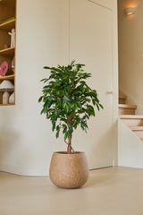 Een Kunstplant Ficus Groen van 120 cm met glanzend groene bladeren staat op een lichte vloer in een moderne, minimalistische kamer, vlakbij een houten trap en planken die versierd zijn met decoratieve voorwerpen.