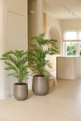 To pottepalmeplanter, inklusive den slående 160 cm kunstige Phoenix plante i moderne grå plantekasser, står på et lyst gulv i et minimalistisk beige interiør med naturligt lys, der strømmer ind gennem et stort vindue - perfekt til at tilføje et strejf af tropiske planter til et luksuriøst interiør.