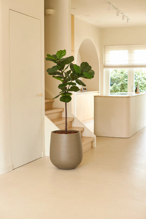 Een Kunstplant Ficus Tabaksplant Deluxe van 155 cm in een grote grijze pot staat in een lichte, minimalistische kamer met lichte houten vloeren, witte muren, een trap en zonlicht dat door de ramen naar binnen stroomt.