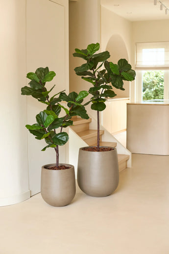 Twee vioolbladvijgen, waaronder een levensechte Kunstplant Ficus Tabaksplant Deluxe van 155 cm in beige potten, staan op een lichte vloer bij een trap in een licht, modern interieur waar natuurlijk licht door een raam naar binnen stroomt.