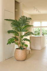 En kunstig Chamaedorea plante på 180 cm står i et moderne lyst køkken med neutrale toner, minimalistisk indretning og naturligt lys, der strømmer ind gennem vinduerne.
