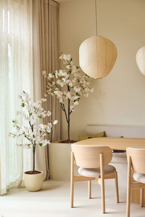 En minimalistisk spiseplads med lyse træmøbler, to 150 cm kunstige kirsebærtræer med hvide kirsebærblomster, beige gardiner og runde papirlanterner hængende fra loftet. Blødt naturligt lys fylder rummet.
