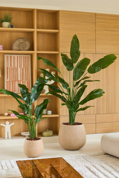 To grønne potteplanter med lange, blanke blade – inklusiv en Kunstig Strelitzia Nicolai Deluxe plante på 210 cm – er placeret i beige plantekasser i en moderne stue med træhylder og skabe i baggrunden, hvilket skaber det frodige look som en kunstig tropisk plante.