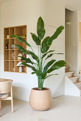 En kunstig Strelitzia Nicolai Deluxe plante på 210 cm med lange grønne blade står ved siden af ​​en træstol i et moderne, minimalistisk rum med hvide vægge, træhylder og en trappe i baggrunden. Denne tropiske kunstige plante giver det moderne rum et strejf af naturlig elegance.