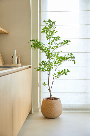 En kunstig plante af typen Terminalia Catappa på 150 cm med levende grønne blade står på gulvet ved siden af ​​en lys træbordplade og et stort vindue med hvide, gennemsigtige gardiner.