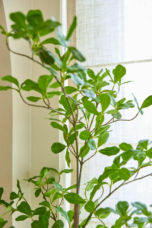 En kunstig plante Terminalia Catappa på 150 cm, med sin høje grønne form og brede blade, står nær et lyst vindue med gennemskinnelige gardiner, der tillader naturligt lys at komme ind i rummet.