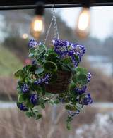 Artificial Begonia lilla i kurv UV 70cm er en hængende kurv med levende lilla kunstige Begonia med grønne blade, perfekt til udendørs. Arrangementet tilføjer farve og charme under varme pærer.