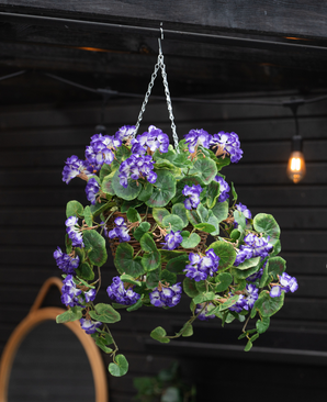 Den kunstige Begonia lilla i kurv UV 70 cm hænger fra en kæde og viser frodige grønne blade og levende lilla og hvide blomster. Bagved fuldender en mørk trævæg og en lysende lampe scenen.