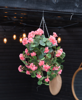 Den Artificial Begonia pink i kurv UV 70cm, med frodige grønne blade og lyserøde blomster, hænger på en kæde. Varme græslys og et rundt spejl fremhæver den mørke træbaggrund.