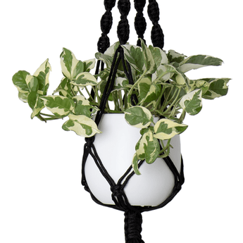Hængende reb Macrame Single Spiral Knot 100cm sort