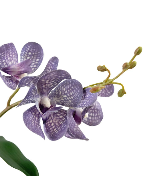 Et nærbillede af den kunstige Ascocenda 50 cm lilla orkidé viser lilla kronblade med hvide pletter, flere blomster og grønne knopper på en slank stilk mod en hvid baggrund.