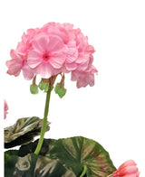 Et nærbillede af Artificial Geranium 40 cm pink, med naturtro lyserøde blomsterklaser og grønne blade mod en hvid baggrund, hvilket understreger den realistiske skønhed ved denne kunstige plante.