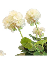Artificial Geranium 40 cm hvid har lyse cremefarvede blomster med grønne stængler og blade mod en hvid baggrund - en smuk tilføjelse til enhver kunstig blomstersamling.