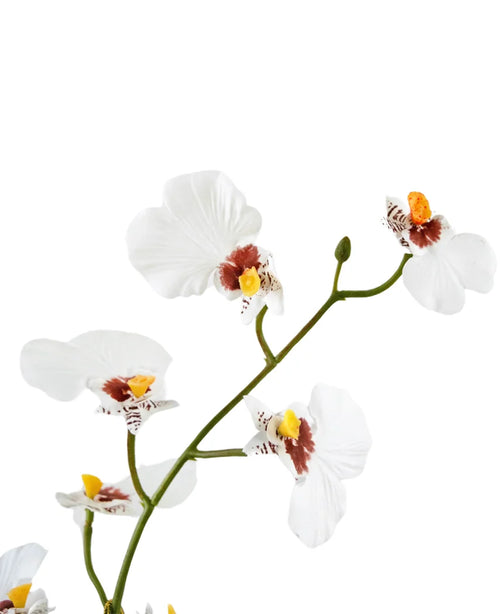 Et nærbillede af Artificial Oncidium Real Touch 48 cm hvid viser de sarte hvide orkidéblomster med gule og brune centre mod en almindelig hvid baggrund.