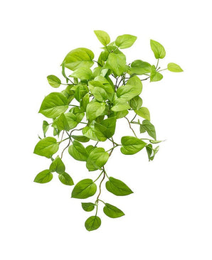 De Kunst Pothos Struik Deluxe 60cm is een hangende groene plant met veel ovale bladeren op slanke stelen, afgebeeld tegen een witte achtergrond.