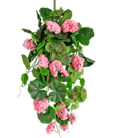Den kunstige hængeplante Geranium 75 cm pink har kunstige grønne blade og lyserøde geraniumblomster, der falder ned, perfekt som hængende dekoration mod en hvid baggrund.