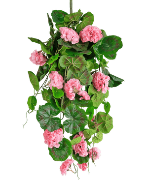 Den kunstige hængeplante Geranium 75 cm pink har kunstige grønne blade og lyserøde geraniumblomster, der falder ned, perfekt som hængende dekoration mod en hvid baggrund.
