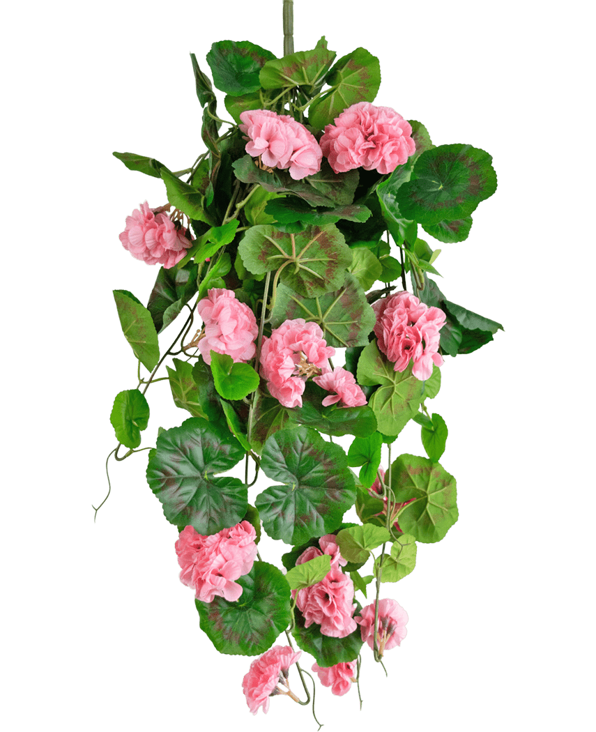 Den kunstige hængeplante Geranium 75 cm pink har kunstige grønne blade og lyserøde geraniumblomster, der falder ned, perfekt som hængende dekoration mod en hvid baggrund.