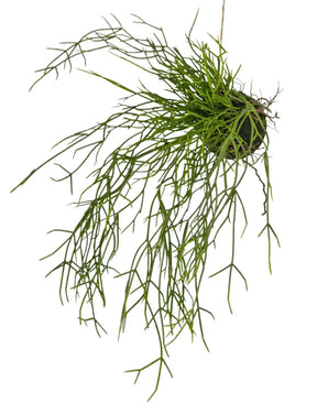 De Kunst hangplant Gras op bal 48 cm heeft dunne, lange, hangende groene stengels die uit een kleine ronde pot komen, perfect als hangplant tegen een witte achtergrond.