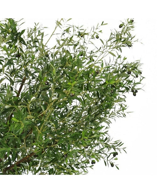 Det kunstige oliventræ 270 cm med oliven har smalle grønne blade og mørke oliven, hvilket gør det til den perfekte kunstige plante til at bringe et elegant oliventræ indendørs look til dit rum.