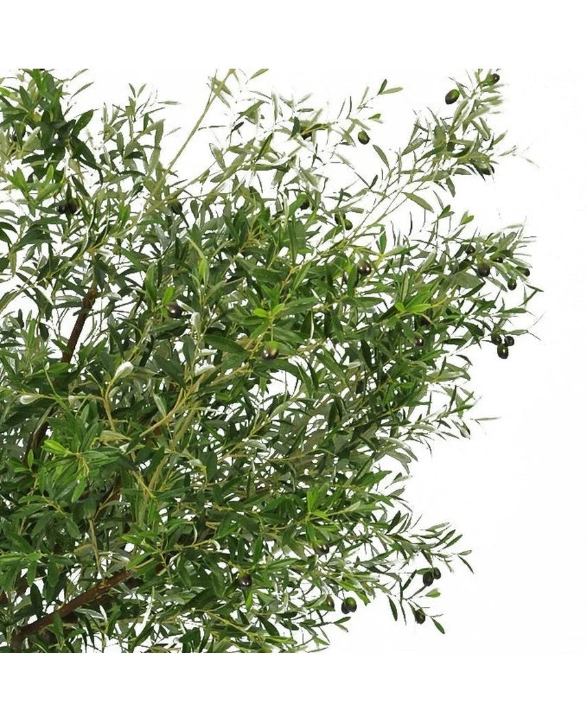 De Kunst olijfboom 270 cm met olijven heeft smalle groene bladeren en donkere olijven, waardoor het de perfecte kunstplant is om een elegante olijfboom binnen look in je ruimte te brengen.