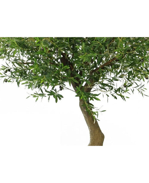 Et nærbillede af det kunstige oliventræ 270 cm med oliven viser stammen med tætte grønne blade og grene mod en hvid baggrund.