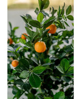 Een close-up van de Kunst sinaasappelboom 120 cm toont levendige oranje vruchten tussen glanzend groene bladeren, met een onscherpe achtergrond die de realistische, levendige uitstraling van de kunstboom benadrukt.