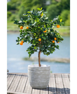Een Kunst-sinaasappelboom van 120 cm met rijpe vruchten staat in een witte pot met reliëf op een houten terras, met uitzicht op een wazig waterpartij en een groen landschap buiten.