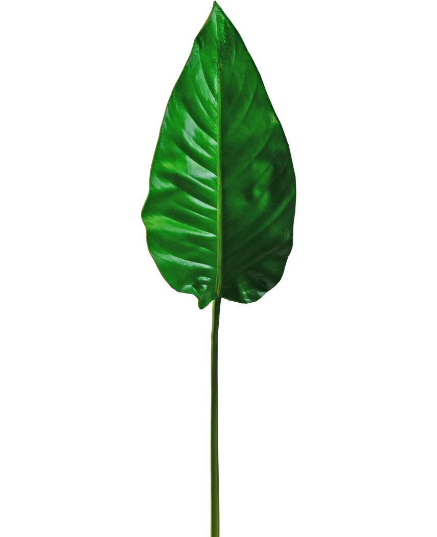 Et enkelt kunstigt blad Alocasia 76 cm kunstigt blad, levende grønt med fremtrædende årer og en glat overflade, fæstnet til en lang, tynd stilk, mod en almindelig hvid baggrund.