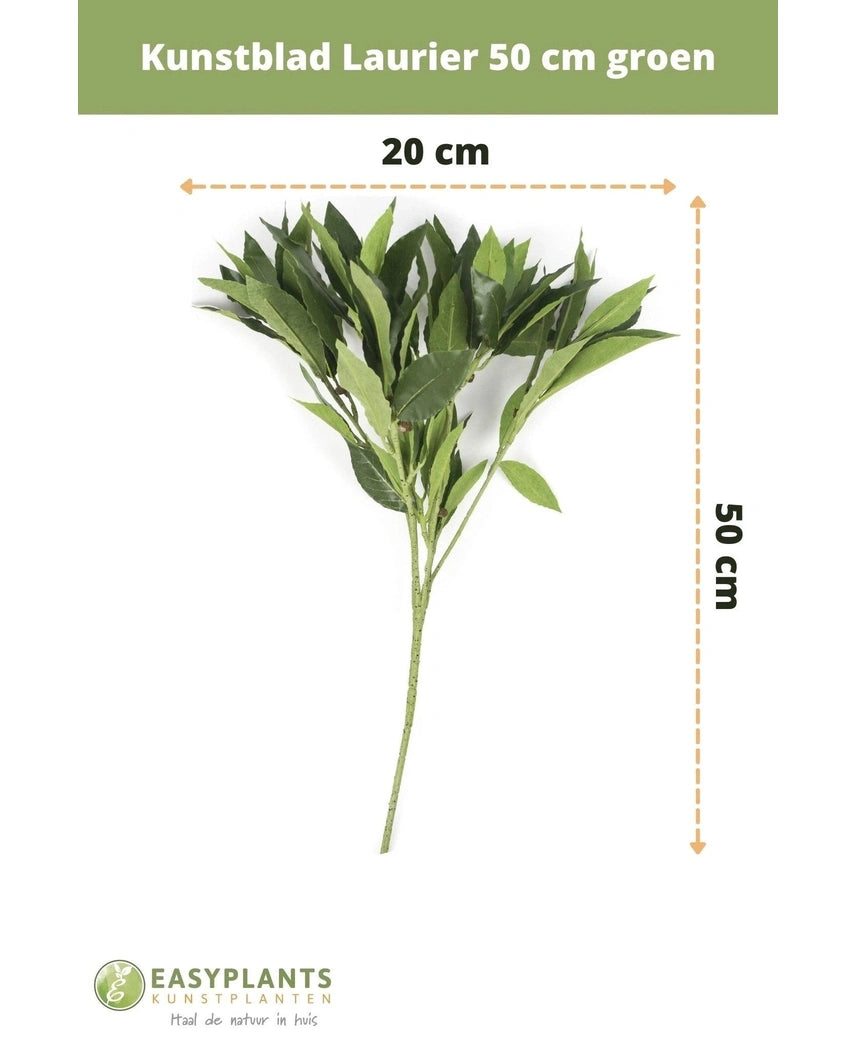 Kunstblad Laurier 50 cm groen kunstbloemen decor, 50 cm hoog en 20 cm breed, afgebeeld op witte achtergrond met afmetingen. Perfect voor elk interieur. Easyplants logo onderaan.