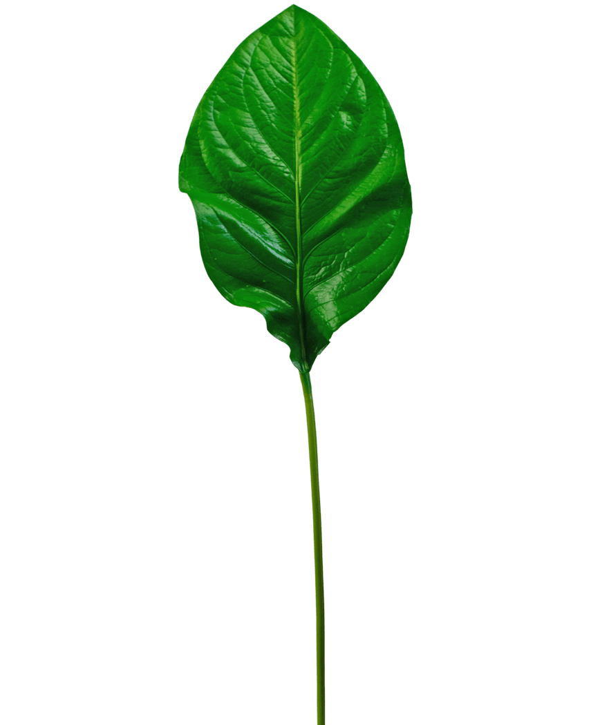 The Artificial Green Leaf 90cm er et enkelt, blankt grønt kunstigt blad med fremtrædende årer og en lang, slank stilk, afbildet isoleret på en hvid baggrund.