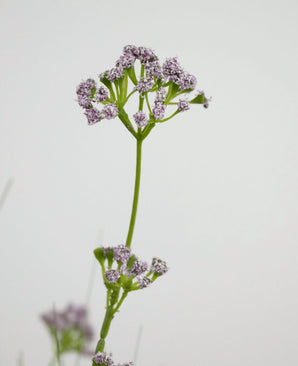 Kunstgræs Porreblomst Løg Græspotte 100 cm brandhæmmende middel har en enkelt grøn stilk med klaser af små, sarte lyse lilla blomster, afbildet mod en almindelig hvid baggrund.