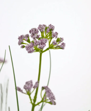 Een close-up van de Kunstgras Prei Bloem Ui Graspot 60cm, met zijn levensechte trossen lichtpaarse bloemen en lange groene steel, tegen een effen witte achtergrond.