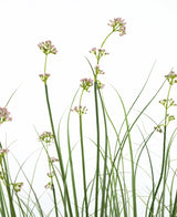 Kunstgræs Porre Blomsterløg Græspotte 120 cm har høje, slanke grønne stængler med klaser af lyserøde blomster og græslignende blade. Denne kunstige plante er brandhæmmende og kommer i en slank potte for et naturligt udseende.