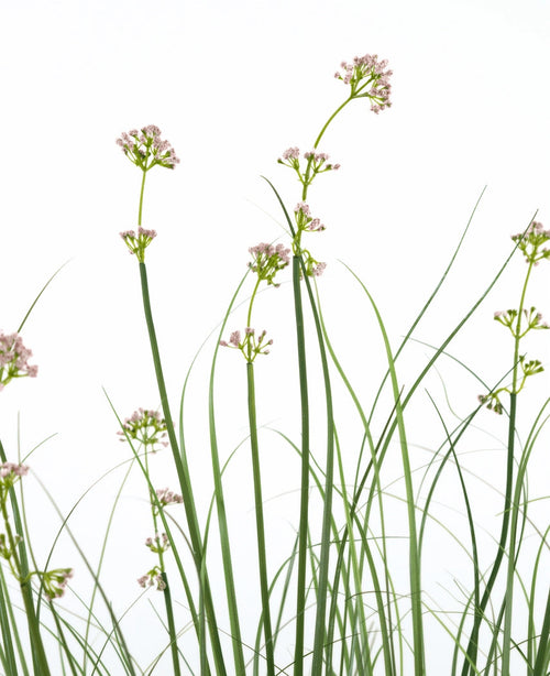 Kunstgræs Porre Blomsterløg Græspotte 120 cm har høje, slanke grønne stængler med klaser af lyserøde blomster og græslignende blade. Denne kunstige plante er brandhæmmende og kommer i en slank potte for et naturligt udseende.