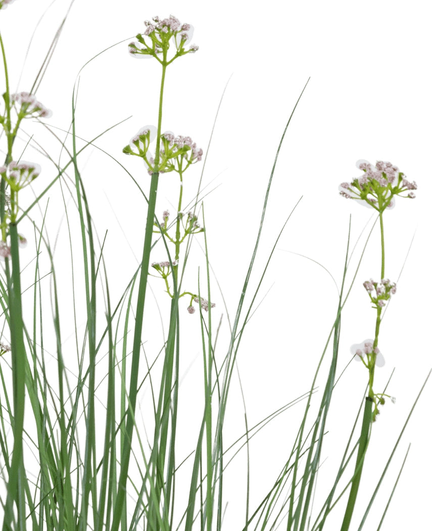 Kunstgræs Porre Blomsterløg Græspotte 90 cm brandhæmmende middel har højt, slankt grønt kunstgræs og sarte hvide blomster mod en almindelig hvid baggrund.