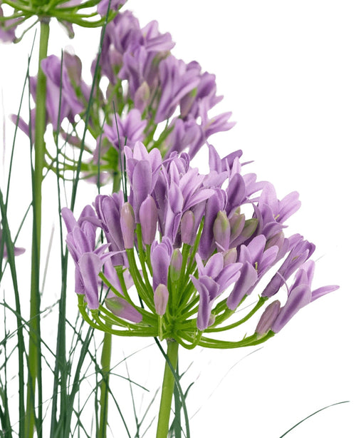 Kunstgræs Lilla Agapanthus Løg Græspotte 90cm Brandhæmmende har en bundt lilla kunstige Agapanthus blomster med slanke grønne stængler og tynde blade mod en hvid baggrund.