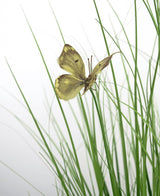 Artificial Grass Butterfly Onion Grass Pot 90cm brandhæmmende middel har en gul sommerfugl med brune markeringer på slanke grønne kunstgræsstrå, mod en hvid baggrund.