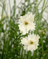 Den brandhæmmende kunstgræs hvid Gesang Blomsterløggræspotte 90 cm har naturtro hvide lagdelte blomster med små knopper, mellem tyndt grønt græs og løv for et friskt, naturligt look.