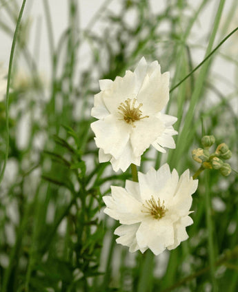 Den brandhæmmende kunstgræs hvid Gesang Blomsterløggræspotte 90 cm har naturtro hvide lagdelte blomster med små knopper, mellem tyndt grønt græs og løv for et friskt, naturligt look.